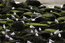 Dortoir à mouettes rieuses