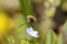 Bzzzzzzz