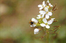 Bourdon solitaire