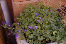 Et du violet aussi...