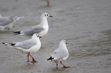 Mouettes rieuses