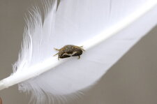Tout petit crabe