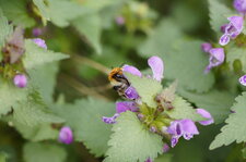 Bourdon sur un lamier