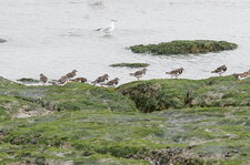 Tournepierres à collier