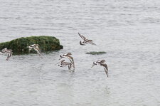 Vol de tournepierres à collier