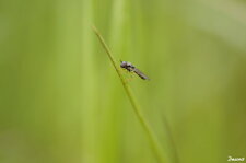 Syrphe