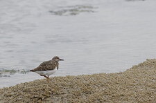 Tournepierre en plumage internuptial