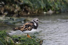 Tournepierre en plumage nuptial