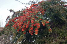 Pyracantha
