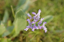 Fleur de saladelle sp.