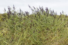 Phragmite australis