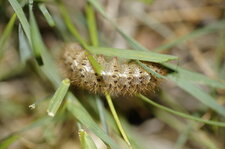 Chenille de l