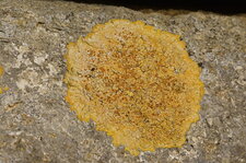 Caloplaca flavovirescens