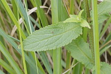 Feuille d