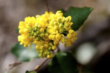 Fleurs de mahonia