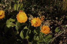 Calendula officinalis