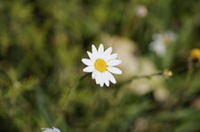 Fleur d