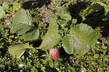 Radis