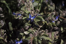 Xylocopa violacea sur borrago officinalis