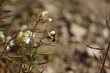 Abeille solitaire sur arabette