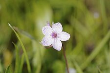 Fleur d