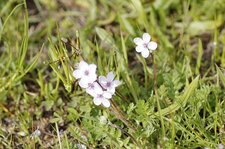Erodium acaule - sous réserve