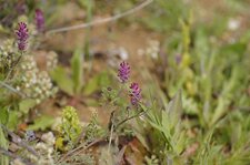 Fumeterre officinale