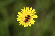 Clairon des abeilles