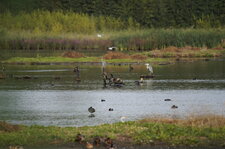 Site Ornithologique des Cinq Tailles