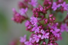 Fleurs de valériane