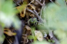 Heriaeus sp.