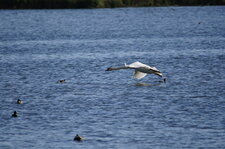 Cygne tuberculé