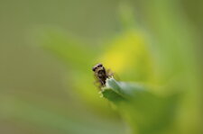 Mouche