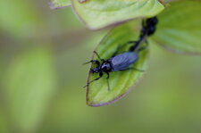 Bibionidé sp.