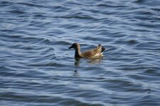 Gallinule poule d