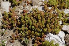 Sedum orpin