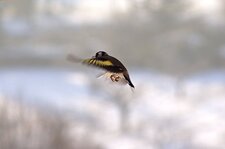 Chardonneret élégant