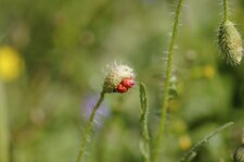 Eclosion