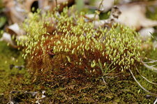 Mousse en "fleur"