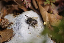 Colletes sp. - sous réserve