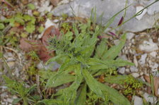 Vipérine