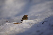 Rouge gorge familier