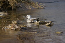 Mouette rieuse juvénile