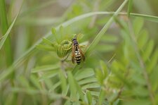 Poliste dominulus