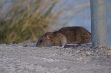 Rat des villes ou rat des champs