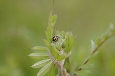 Coccinula quatuordecimpustulata
