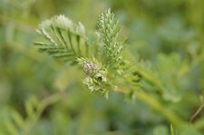 Début de floraison d