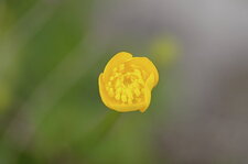 Fleur de renoncule