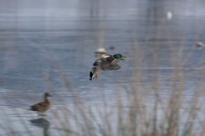 Vol synchro