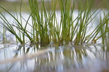 Touffe de carex